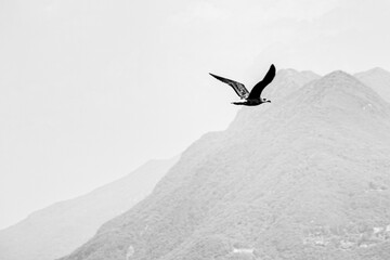 Aquila