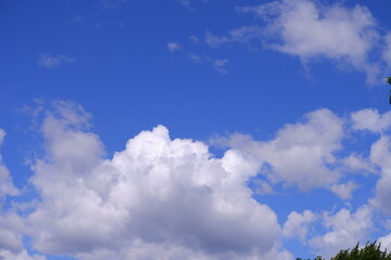 Obraz premium Trees in the park. Blue sky.