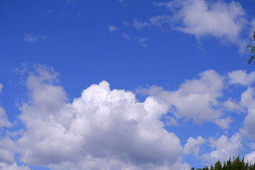 Obraz premium Trees in the park. Blue sky.