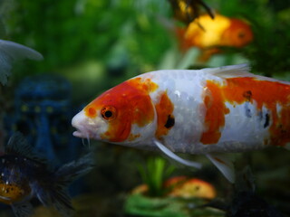 Goldfish swim beautifully in an aquarium with clear water with other fish