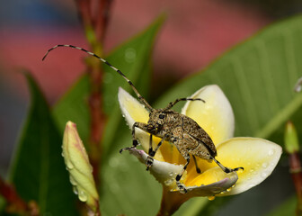 The Sugarcane Longhorn Stem Borer or Dorysthenes buqueti Guerin it is a kind of pest.