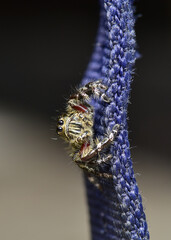 Macro shot of a jumping spiders in ambush in the late afternoon.