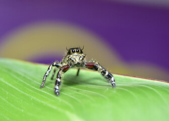 Macro shot of a Jumping Spider on a leaf.