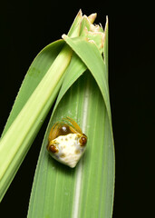 Bird dung crab spider or Phrynarachne tuberculata it is and invertebrate with a small crab-like body that is good at hiding.