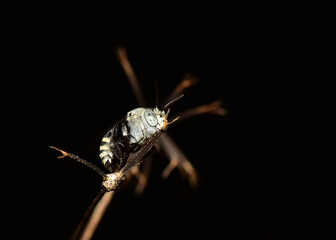 Neon Cockoo Bee or Thyreus nitidulus (Fabricius) it is a type of bee with blue stripes all over the body.