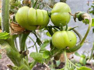 green tomatoes on a vine