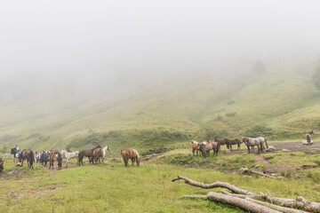 Obraz premium Chevaux estive Paloumère