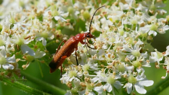 Soldier Beetle, Cantharis livida on white flowers