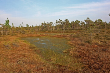 Great Kemeri Bog in Kemeri National Park in Latvia