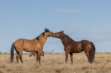 Fototapeta na wymiar Wild Horse Stalliosn Fighting in the Utah Desert