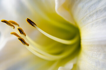 close up of a lily flower