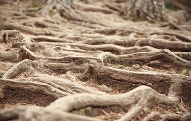 mysterious tree roots in the forest