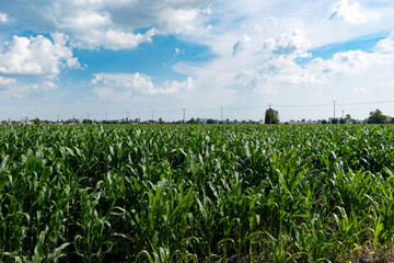 Sown field in Salamanca, Guanajuato, Mexico. Agriculture concept.