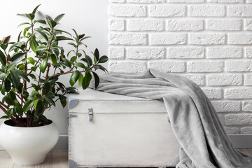 Rubber plant (Ficus elastica) in white flower pot and gray soft fleece blanket on white wooden box