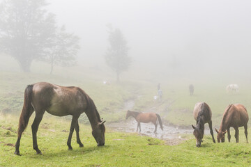 Chevaux estive Paloumère