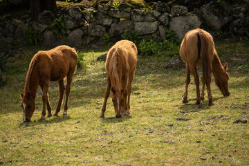 Obraz premium Close-up photo of a herd of horses looking for food to eat on a sunny morning in the countryside.