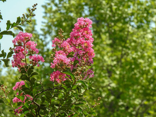 flowers in the garden