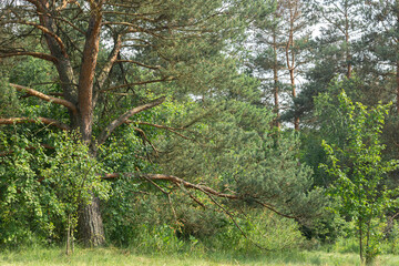 Fototapeta na wymiar Trees in a coniferous forest in summer without people.