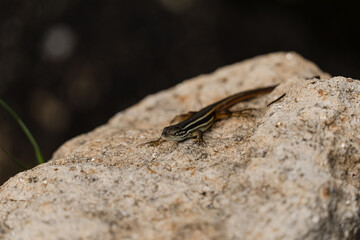 Detail picture of a common iberian lizard known as long-tailed lizard