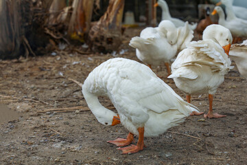 Group White goose is stay and rest in banana garden