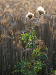 Krajobraz przyrody, las, pole zbóż, potok. © Pio Si
