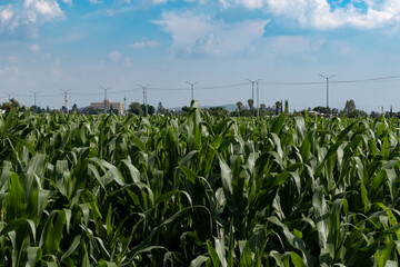 corn field with sky and clouds, Salamanca, Guanajuato, Mexico. Agriculture concept.