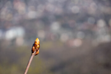 Brown single tree bud in sunshine