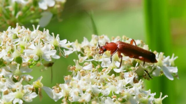 Soldier Beetle, Cantharis livida on white flowers