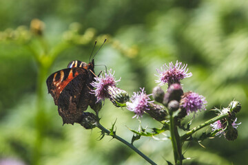 Un lépidoptère sur une fleur