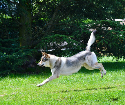 Impressive Portrait of a beautiful Czechoslovak Wolf dog running fast in the nature