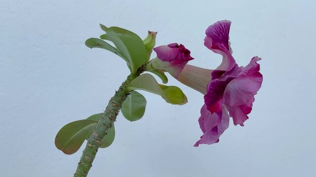 Adenium, Desert rose, blooming plant. White purple flower and bud - close up, macro, isolated side view. Moving in the strong wind. Pink petals flutter. White wall background. Studio filming, 4k video