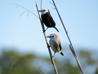Ave Colonia colonus -  viuvinha - casal