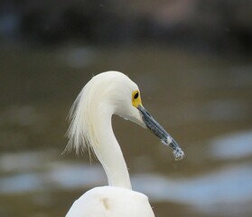 Egretta thula - garca branca pequena