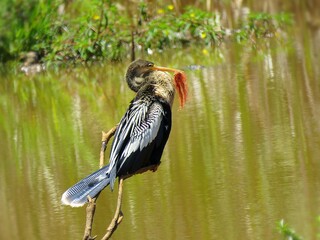 Ave Anhinga anhinga-biguatinga 