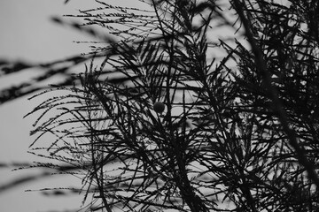 silhouette of a tree