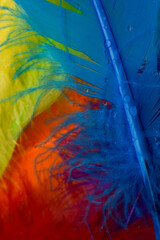 colorful blue yellow and orange feathers with amazing details 