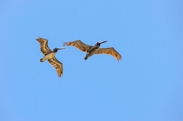 Flying Pelicans