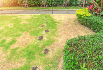 The lawn in front of the house is disturbed by pests and diseases causing damage to the green...