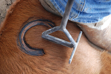 Getting ready to apply a brand to a calf 