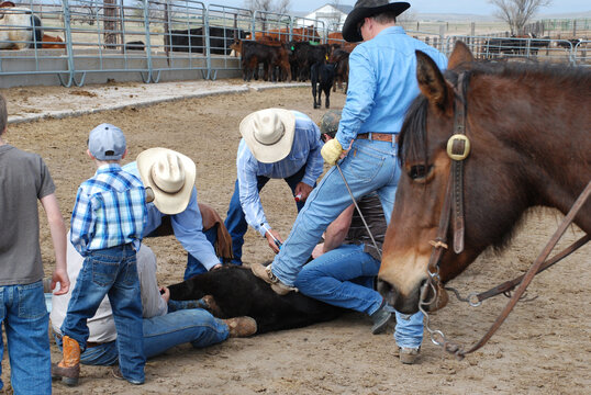 A group of cowboys work to subdue a calf