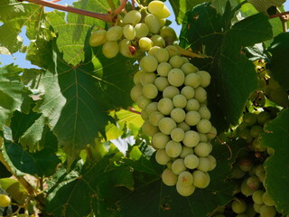 Almost ripe, white table grapes, growing in a garden in the summer © Konstantinos