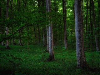 Morning in the green deciduous forest. Maple, beech and oak trees. Dense old woods. Atmospheric landscape. Beautiful background.