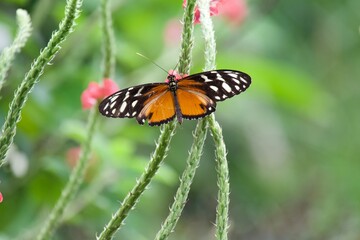 butterfly on a flower