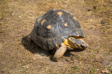 A radiant turtle (Lat. Astrochelys radiata) with a beautiful shell pattern standing on green grass on a clear sunny day. Animals mammals reptiles zoos.