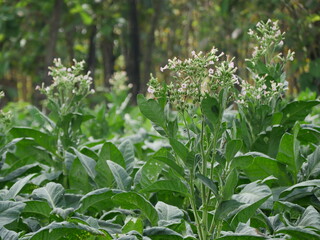 a vast expanse of tobacco plants on a sunny morning