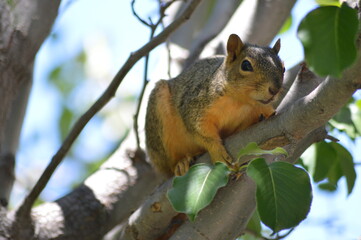 Naklejka na ściany i meble Squirrel climbing up in the tree