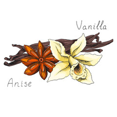 Vanilla. Blooming orchid flower. Anise. Natural cinnamon stick. Winter holiday seasoning for hot drinks and pastries. Aromatic bark. Condiment. Isolated clipart set. Hand-drawn ink illustration