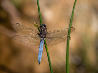 Keeled Skimmer Dragonfly, Orthetrum coerulescens