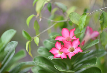nature, grass, flower, plant, spring, summer, field, meadow, leaf, macro, flora, garden, close-up, wild, herb, blossom, forest, flowers, beauty, season, water, closeup, wind, agriculture, wheat, bloom