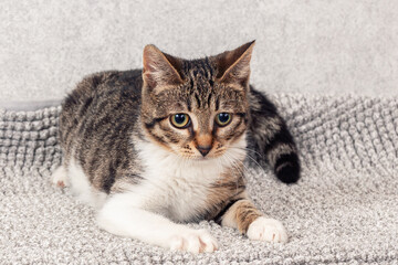 Funny gray striped kitten sitting on a gray mat. Close-up, selective focus